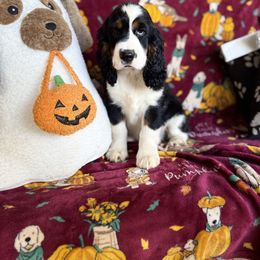 Amor - Black white and tan male English Springer Spaniel puppy in Cookeville, Tennessee from Krossroads Kennel