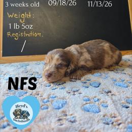 Drifter - Dapple male Dachshund puppy in Hoquiam, Washington from Heyd's Mini Dachshunds