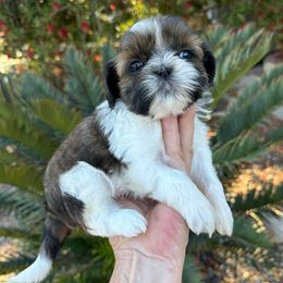 AKC Sugar (Champion Bloodlines) - Tricolor female Shih Tzu puppy in Long Beach, California from Prieto Shih-Tzu's