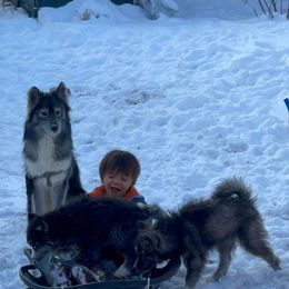 Siberian Huskies from Fields of Huskies