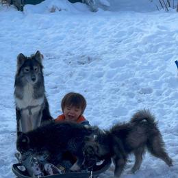 Siberian Huskies from Fields of Huskies