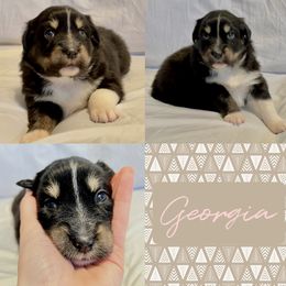 Australian Shepherd Puppies from Ellie Mae Aussies