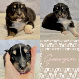 Australian Shepherd Puppies from Ellie Mae Aussies