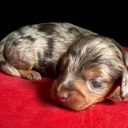 AKC Chocolate and Tan Dapple - Dapple male Dachshund puppy in Lehigh Acres, Florida from Ruby Rose Dachshund Dynasty