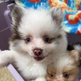 Boy 1 - Chocolate merle male Pomeranian puppy in Oak Lawn, Illinois from Pomeranian Boutique