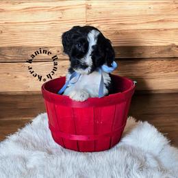 Hawkeye - Black and white male Sheepadoodle puppy in Ashton, Idaho from Kerr Kanine Ranch