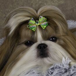 Cyrus - Shih Tzu