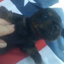 DBs Hermann Goetz - Black and cream male Dachshund puppy in Summerfield, Florida from D & B Ranchette