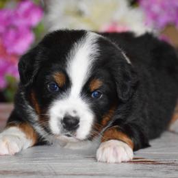 Glory - Black tri female Miniature Australian Shepherd puppy in Lowgap, North Carolina from Baileys Mini Aussies
