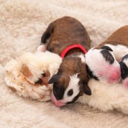 Shillelagh - Brown and white female Sheepadoodle puppy in Rocky Point, North Carolina from CelticDoods