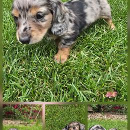 Dachshund Puppies from Mercedes Canetti-Lara