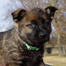 Denzy - Sable male German Shepherd puppy in Muldrow, Oklahoma from Reizarf Kennels