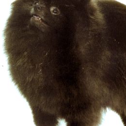 Chihuahuas, Companion Crosses, and Pomeranians from Heartland Pomeranians and Chihuahuas
