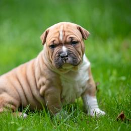 American Staffordshire Terrier Puppies from America's Best