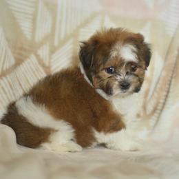 Australian Shepherd puppies from PTK Ranch
