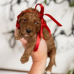 Apple Cider - Red  female Goldendoodle puppy in Hopkins County, Texas from Boutique Doodles