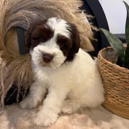 Big Mac - Parti male Miniature Schnauzer puppy in Menifee, California from Violet’s Meadow