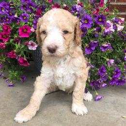 Aussiedoodles, Australian Shepherds, Miniature Australian Shepherds, and Poodles from Lightning K Kanine’s