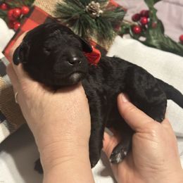 Laura - Black female Goldendoodle puppy in Prosperity, Pennsylvania from Stelladoodles & Company