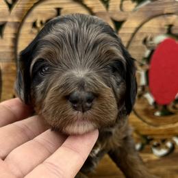 Cavapoo puppies from McCloud’s Poodles & Doodles