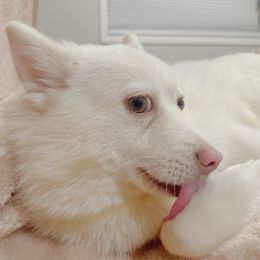 Daphne - White female Pomsky puppy in Bolton, Connecticut from Elle Pomsky