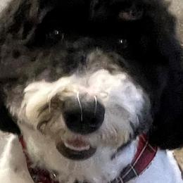 Goldendoodles from DoodleLoveNMore (dot)com