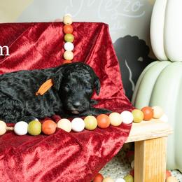 Yam - Black female Poodle puppy in Spring Branch, Texas from Mezzo Poodles