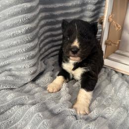Victory - Black and white female Siberian Husky puppy in London, Ohio from Rose Trail Siberian’s