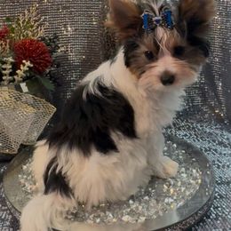 Check - Black tan and white male Biewer Terrier puppy in Rocklin, California from Precious Jewels Biewer Terriers