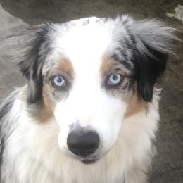 Nyx - Australian Shepherd