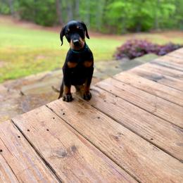 Teal Collar - Red and rust female Doberman Pinscher puppy in Mansfield, Georgia from Marbendale’s Doberman