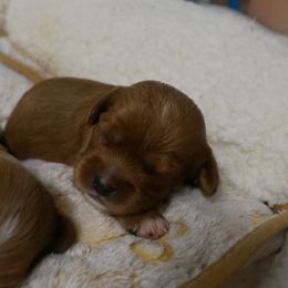 Sienna - Ruby female Cavalier King Charles Spaniel puppy in Marcellus, Michigan from Coolcreek Pets