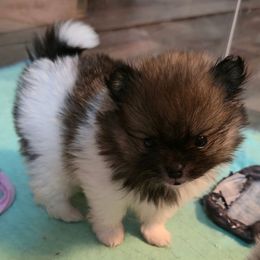 Jasper - Red sable male Pomeranian puppy in Pickton, Texas from Mandy's Precious Poms