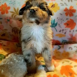 Australian Shepherd Puppies from Waggle Time Farms