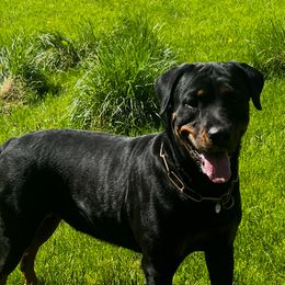 Ferra - Rottweiler