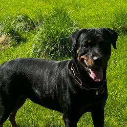 Ferra - Rottweiler