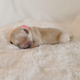S'mores, pink collar female - Light golden female Golden Retriever puppy in Forest Hill, Texas from Gillit Family Goldens of NTX