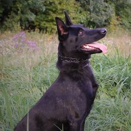 Belgian Malinois, Dutch Shepherds, and xDutch Shepherds from Von Der King Working Dogs
