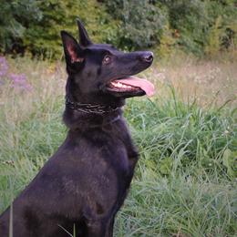 Belgian Malinois, Dutch Shepherds, and xDutch Shepherds from Von Der King Working Dogs