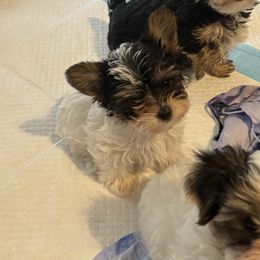 Koda - Parti male Yorkshire Terrier puppy in Duncanville, Alabama from Bear Creek Dachshunds