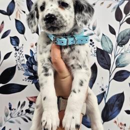 Furby - White and black female Dalmatian puppy in Gray, Georgia from Fuller Spots