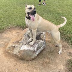 Nahla - Perro de Presa Canario