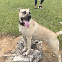 Nahla - Perro de Presa Canario