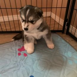 Siberian Husky Puppies from Canace Siberians