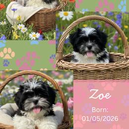 Zoé - female Shih Tzu puppy in Florida from Rock Creek Shih Tzus