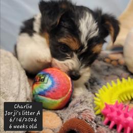 Charlie - Black tan and white male Biewer Terrier puppy in Conetoe, North Carolina from Southern Belle's Biewer Terriers & Papillons