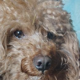 Poodles, Yorkipoos, and Yorkshire Terriers from Desert Flower Breeders