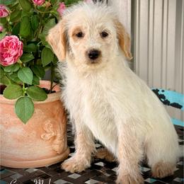 Banjo - Red male Assorted Doodle Crosses puppy in Ohio from Holley Doodles