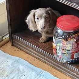 Butters - Fawn (Isabella) female Dachshund puppy in Salem, Oregon from Ide's of March Dachshunds