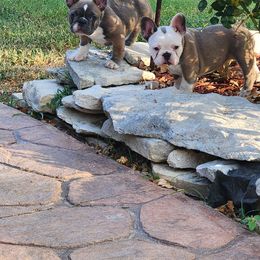French Bulldog All Grown Up from Liza's Frenchies